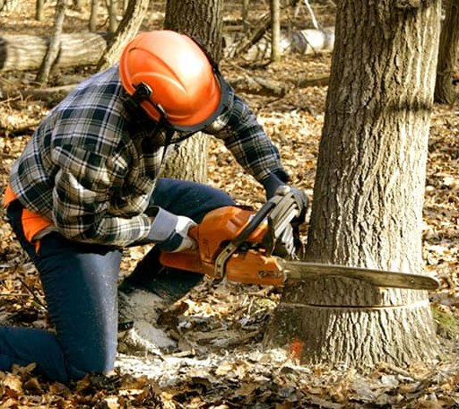 Tree Removal in Bison, SD
